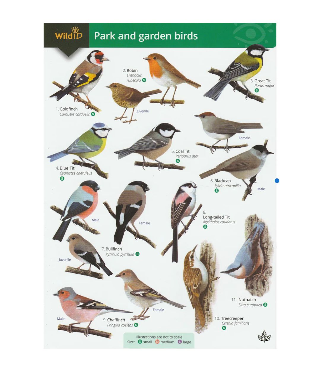 FSC - Park and Garden Birds