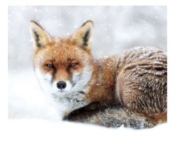 WT - Resting Fox Christmas Cards