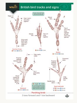 FSC - British Bird Tracks and Signs