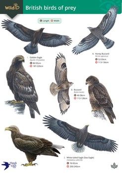 FSC - British Birds of Prey