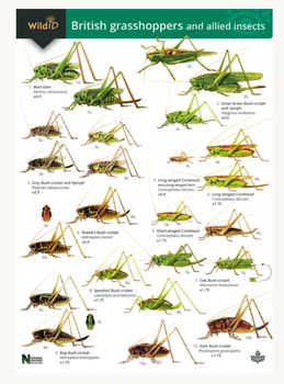 FSC - British Grasshoppers and Allied Insects