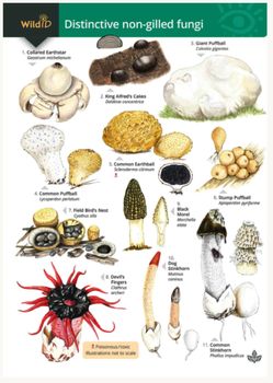 FSC - Distinctive Non-Gilled Fungi