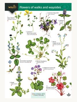 FSC - Flowers of Walks and Waysides
