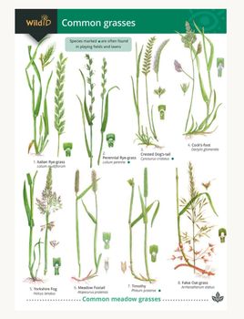 FSC - Common Grasses
