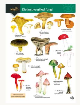 FSC - Distinctive Gilled Fungi