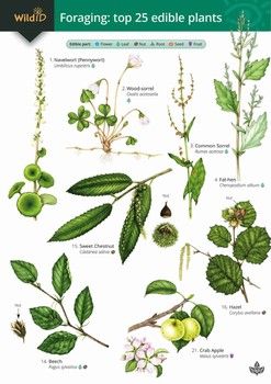 FSC - Guide to Foraging: Top 25 Edible Plants