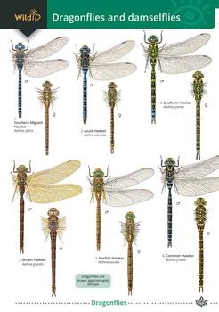 FSC - Guide to Dragonflies and Damselflies