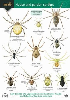 FSC - House and Garden Spiders