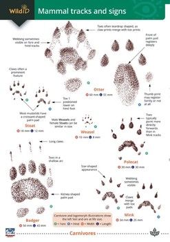 FSC - Mammal tracks and signs FSC - Mammal tracks and signs
