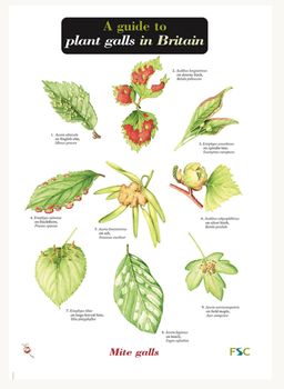 FSC - Plant Galls in Britain