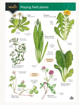 FSC - Playing Field Plants