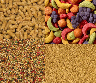 Bird Food and Treats