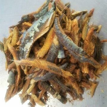 BONGER FISH 1LB