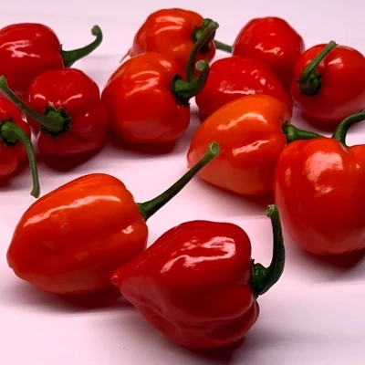 Fresh hot Peppers Red 1lb
