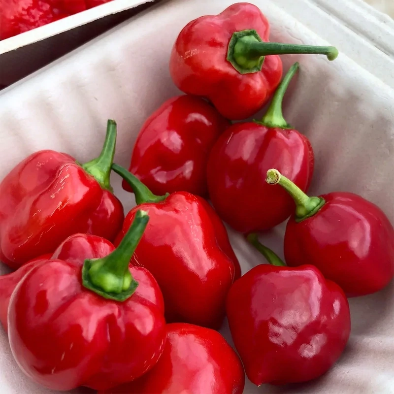 Fresh hot  Peppers Red 1lb