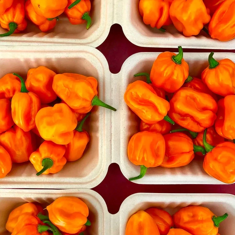 Fresh Habanero Hot Peppers Yellow 1lb