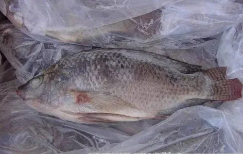 frozen tilapia fish Cut 1lb