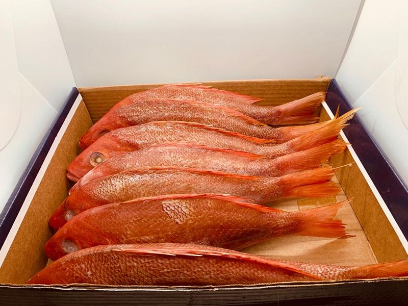 Frozen Red Snapper Fish Cut 1lb