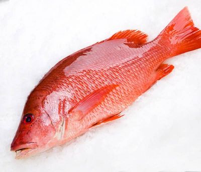 Frozen Red Snapper Fish Cut 1lb