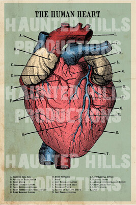 Human Heart Vinyl Poster