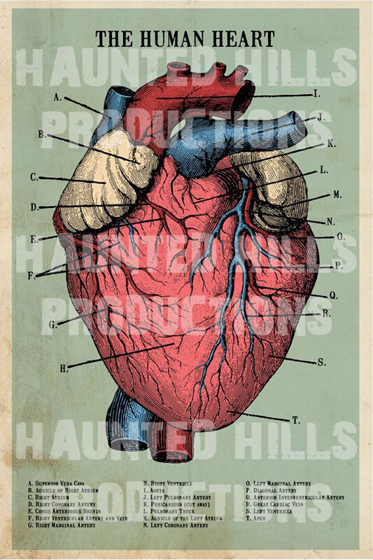 Human Heart Vinyl Poster