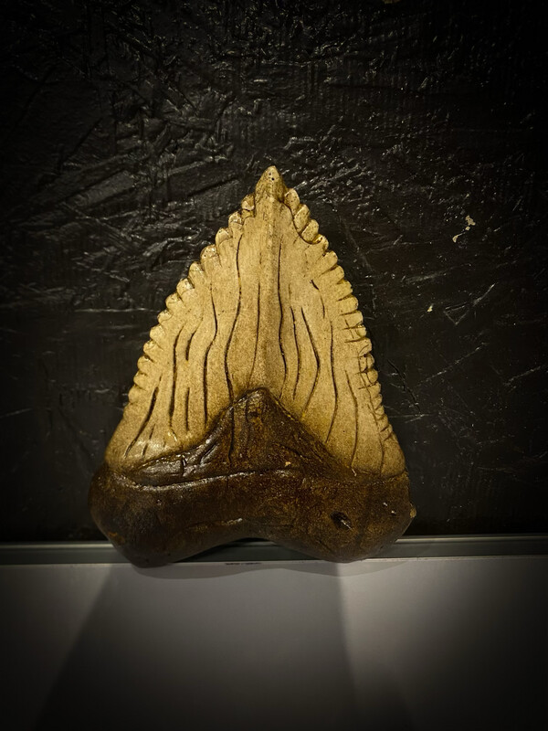 Megalodon Tooth