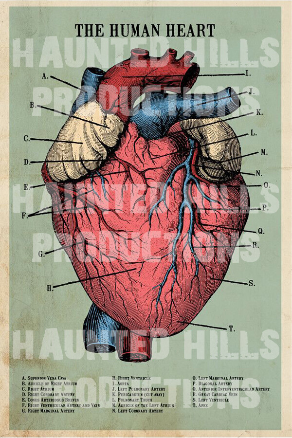 Human Heart Vinyl Poster 3x5
