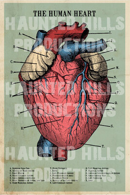 Human Heart Vinyl Poster 2x3