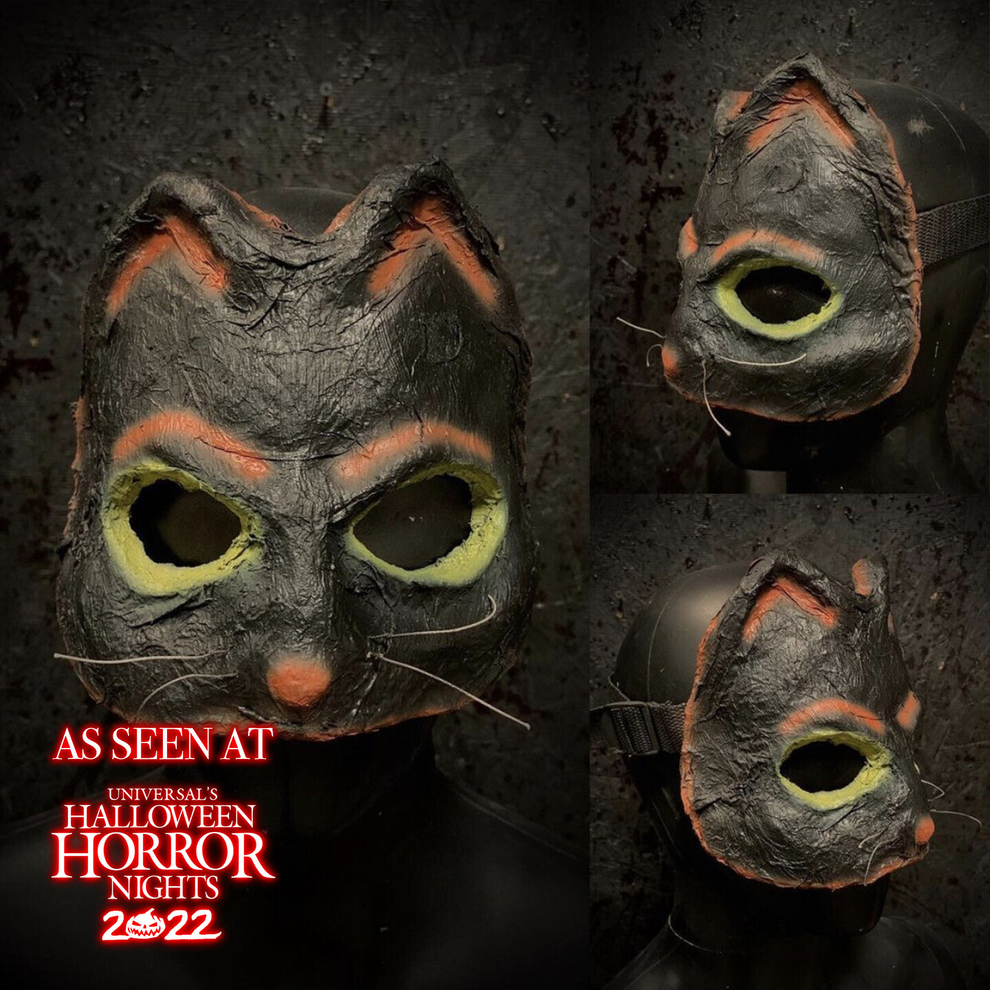 Trick or Treater Cat