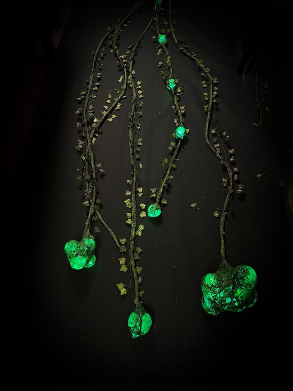 Plant Vines