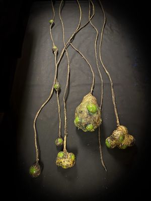 Hanging Egg Sac With Lights