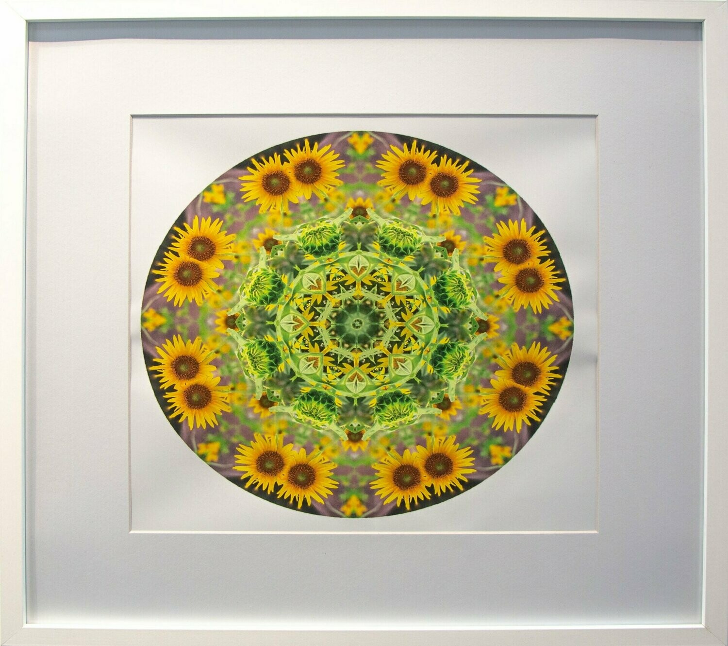 Darwin Mandala Sunflower