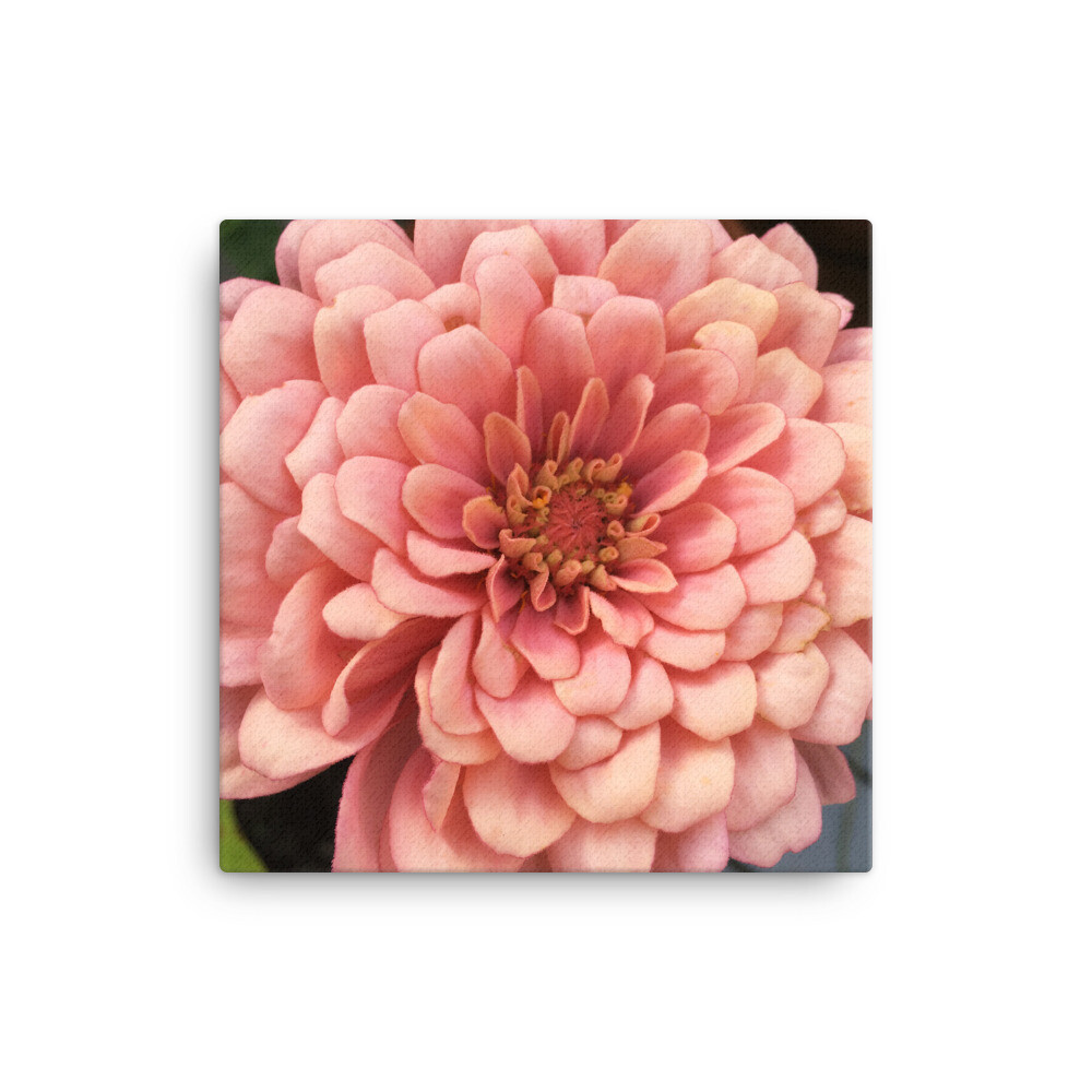Pink Zinnia Canvas Photo Print on Wood Stretchers up to 24" x 36"