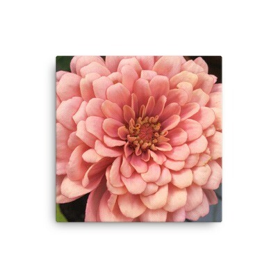 Pink Zinnia Canvas Photo Print on Wood Stretchers up to 24" x 36"