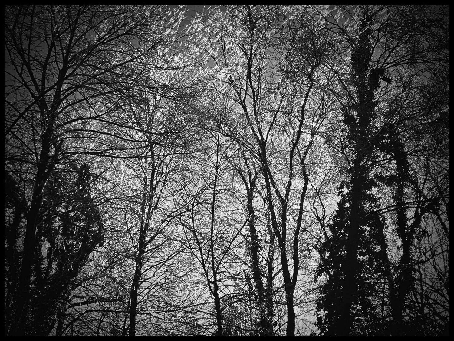 Frozen | Fine Art Photograph