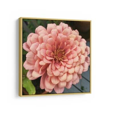 Pink Zinnia | Fine Art Photograph