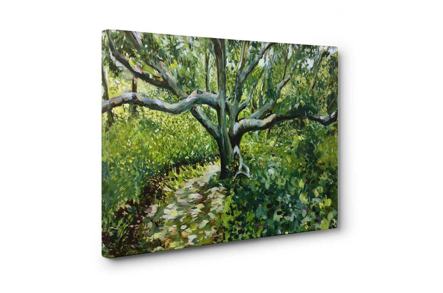 White Oak | Print on Canvas