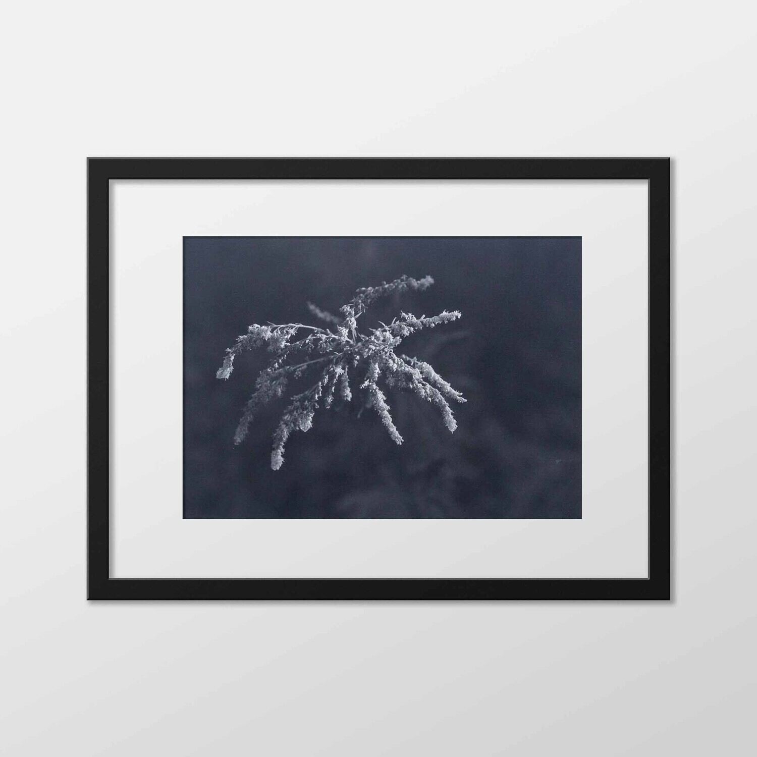 Ragweed Flower, 2023