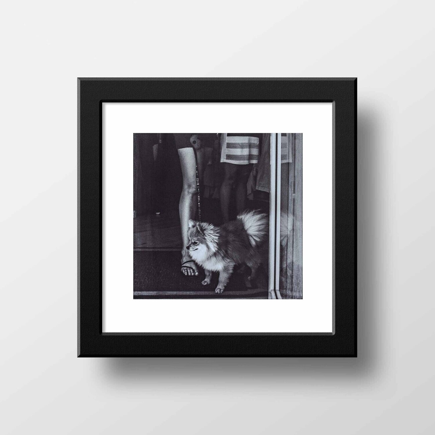 Martha's Vineyard Pomeranian