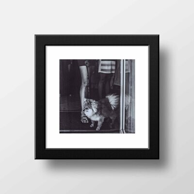 Martha's Vineyard Pomeranian