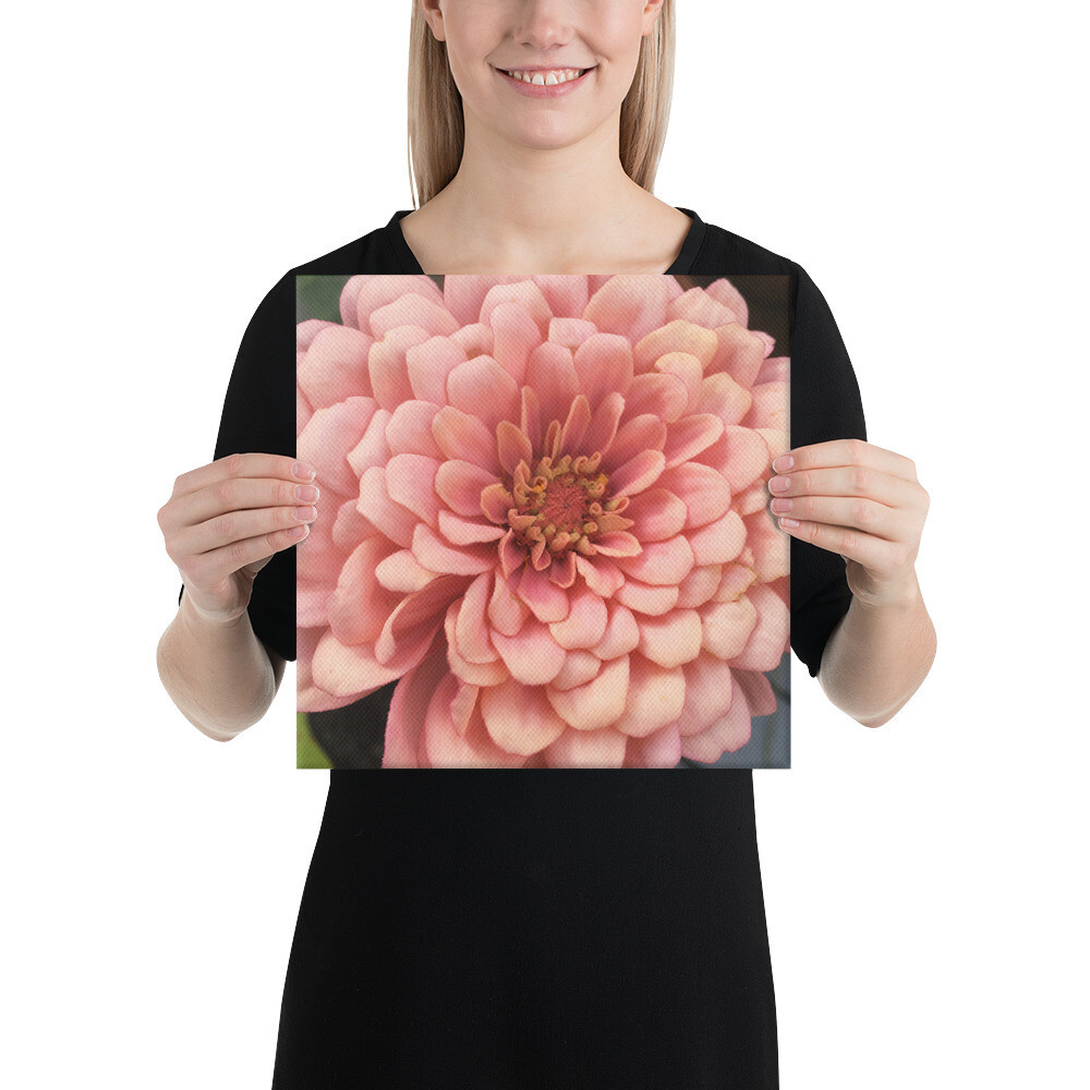 Pink Zinnia Canvas Photo Print on Wood Stretchers up to 24" x 36", Size: 12×12