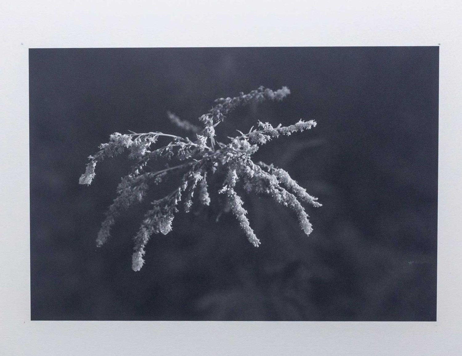 Ragweed Flower, 2023