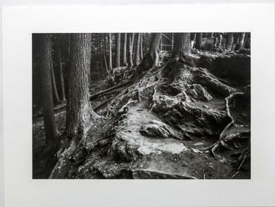 Roots in Vermont: Moss Glen Falls, Stowe, VT
