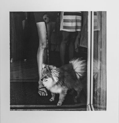 Martha's Vineyard Pomeranian