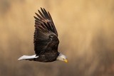 Bald Eagle in Flight - Print