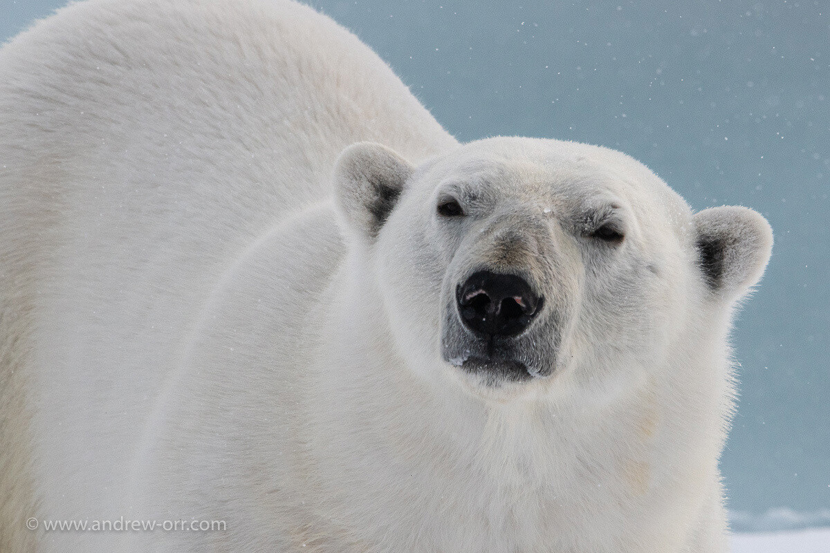 Polar Bear 1 - Print