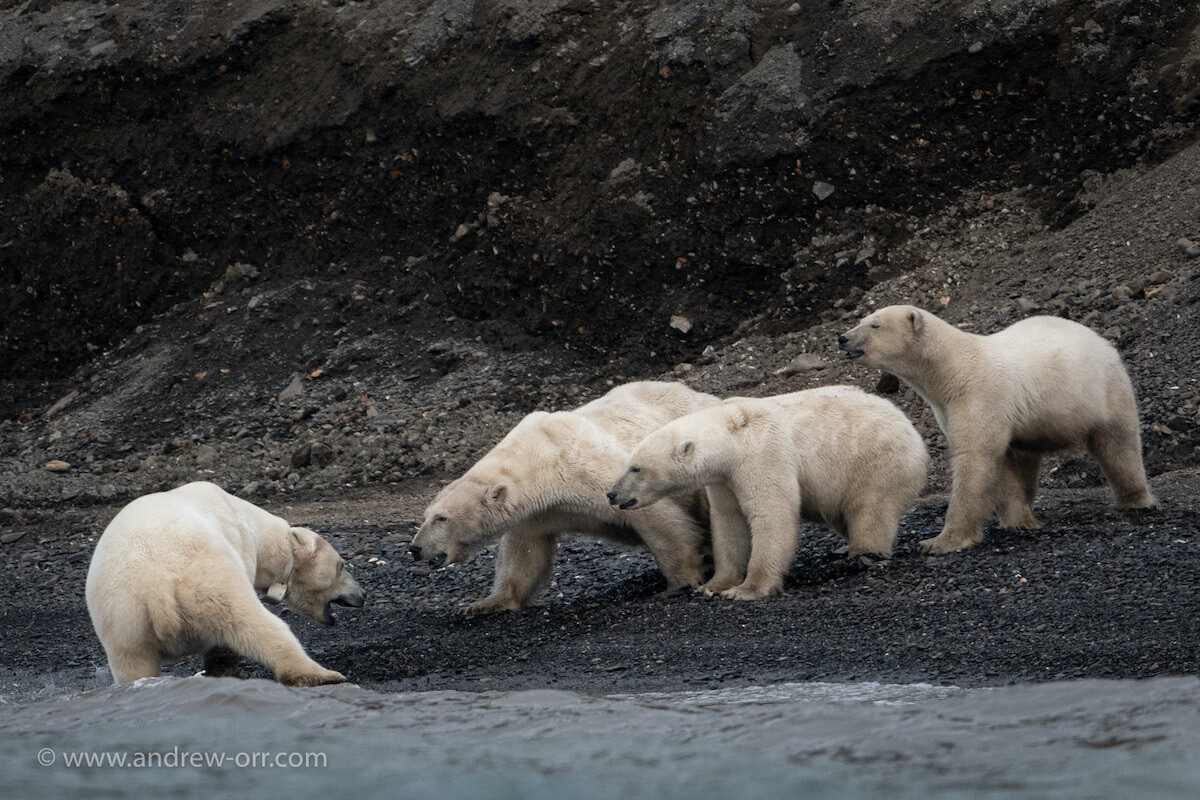 Polar Bears Feeding - Print