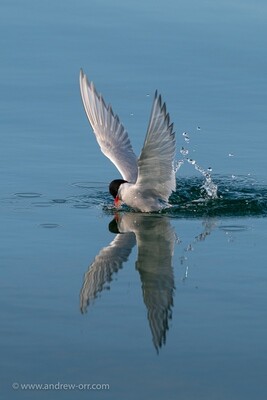 Arctic Tern - Print