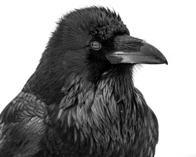 Raven Portrait - Print
