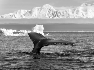 Humpback Whale Fluke - Print